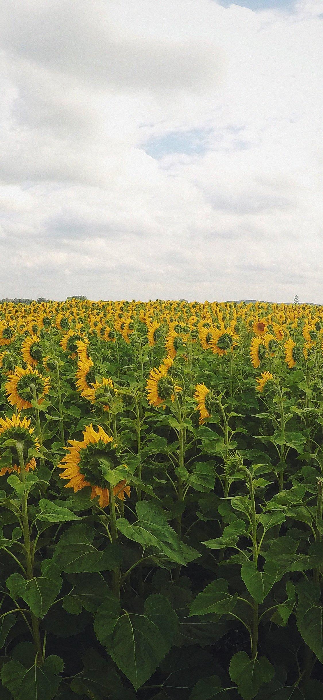 1130x2440 iPhone X wallpaper. sunflower field nature, Phone