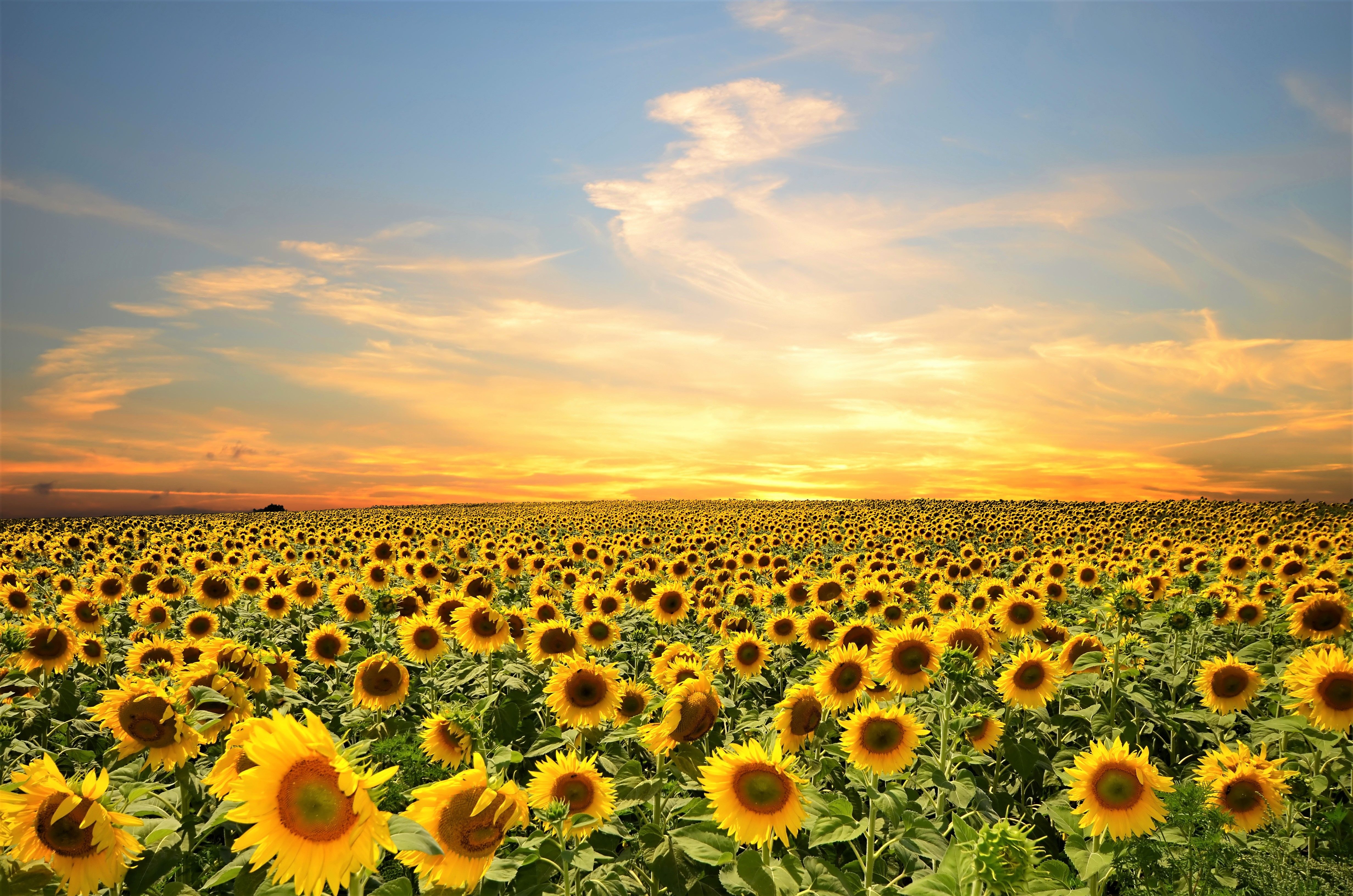 4930x3270 Sunflower Field 4k Ultra HD Wallpaper, Desktop