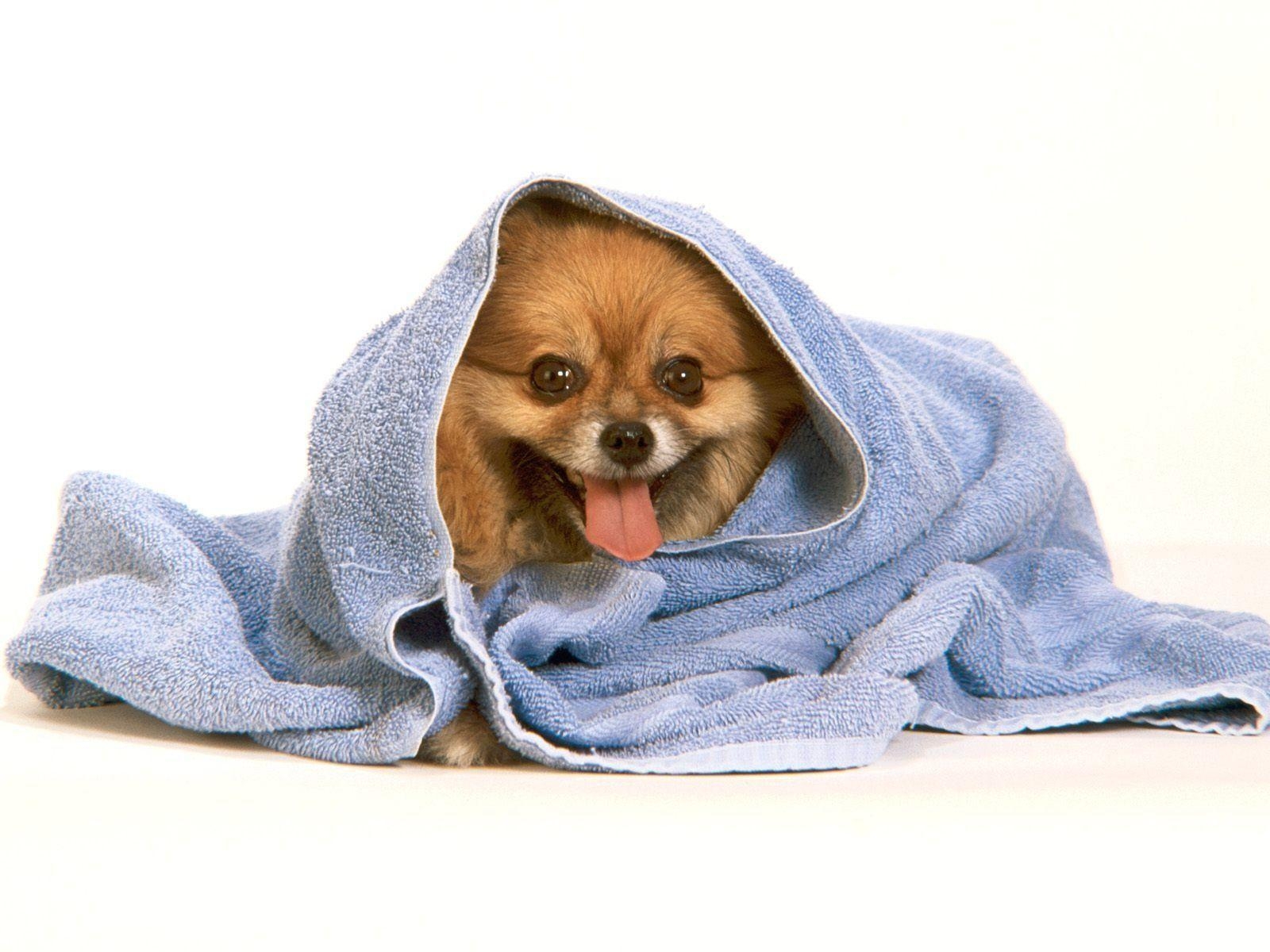 1600x1200 Funny Dog Wallpaper, Desktop