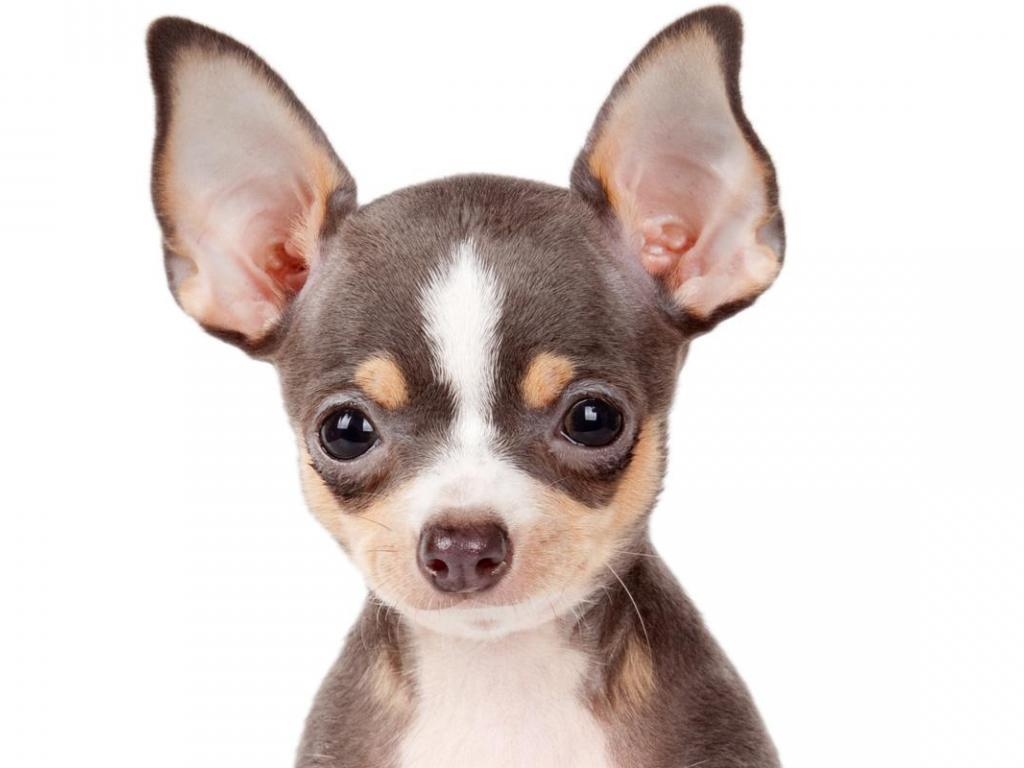 1030x770 Chihuahua Wallpaper 6 X 800, Desktop