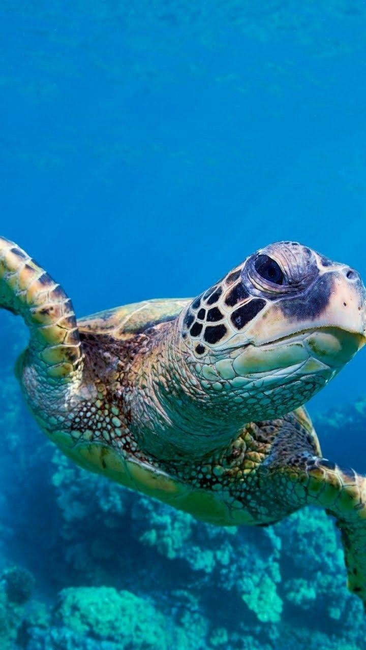 720x1280 Turtle HD Wallpaper APK voor Android Download, Phone