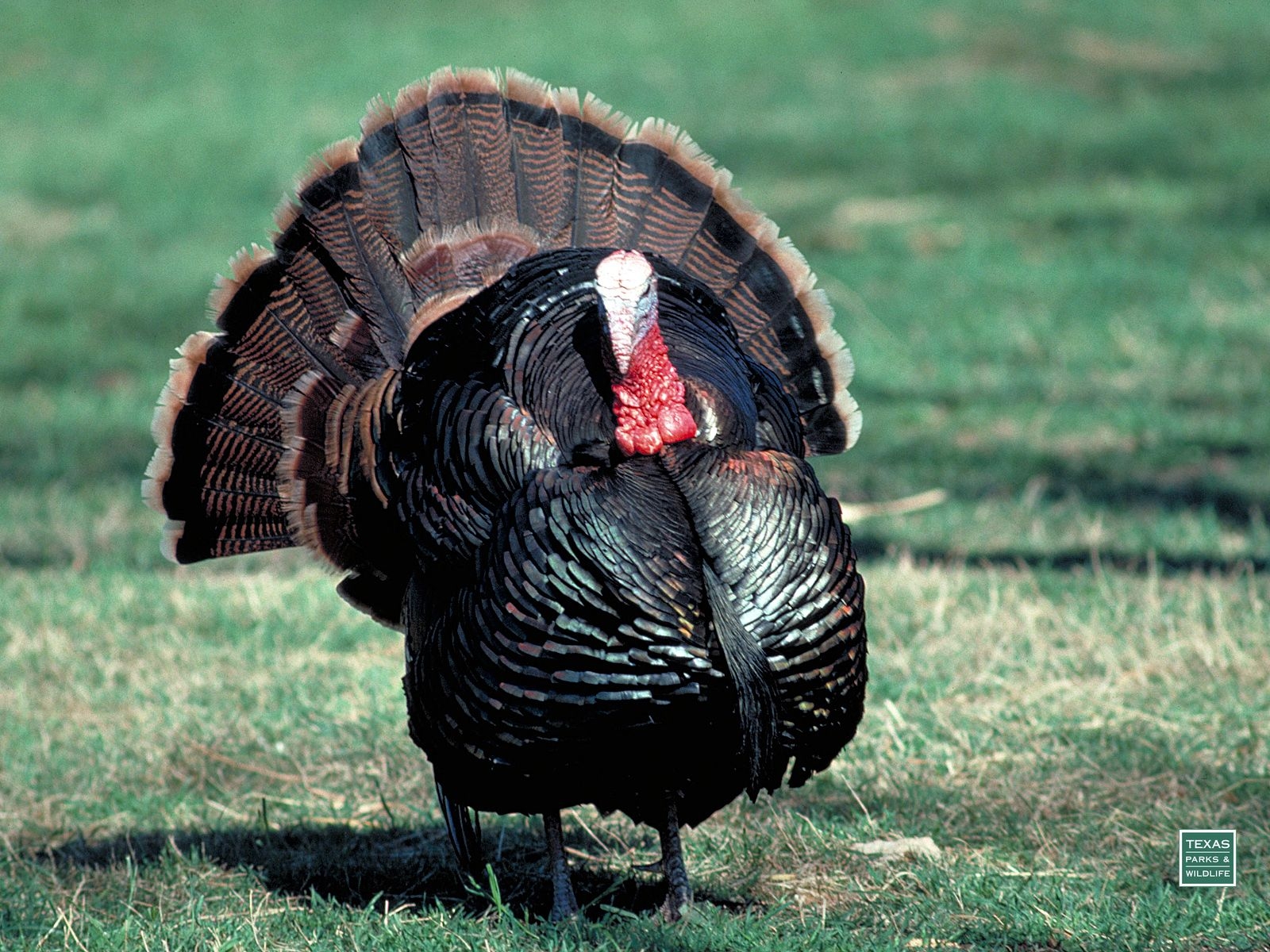 1600x1200 Wild Turkey Desktop Background, Desktop