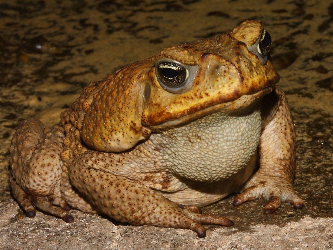 1160x870 women as toads. the life of animals cane toad a huge cane, Desktop