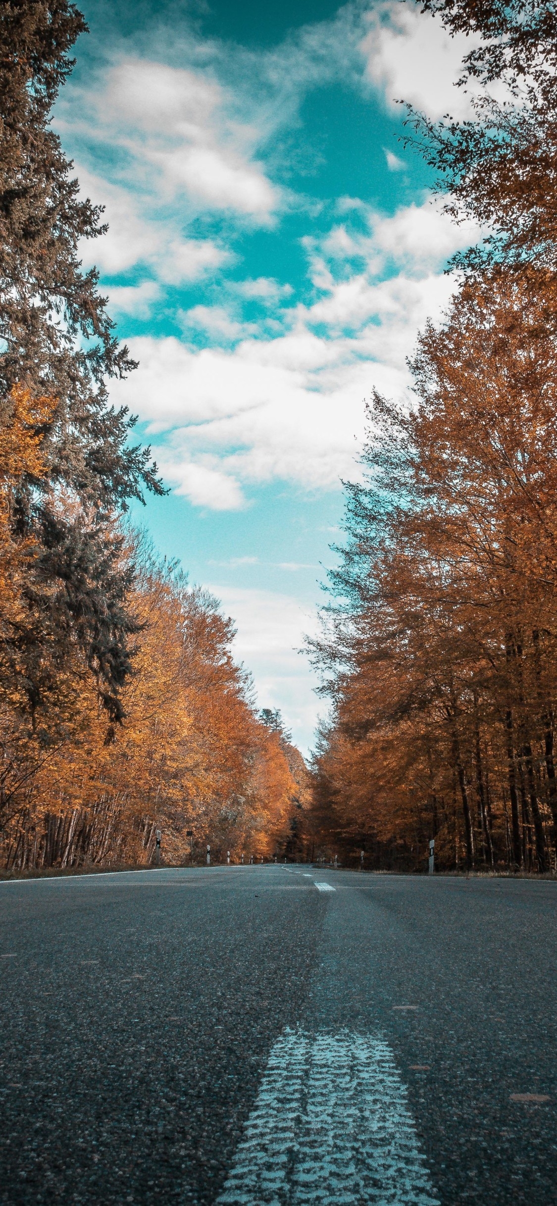 1130x2440 Alone Road Forest Autumn Golden Trees Ultra 4k iPhone XS, Phone