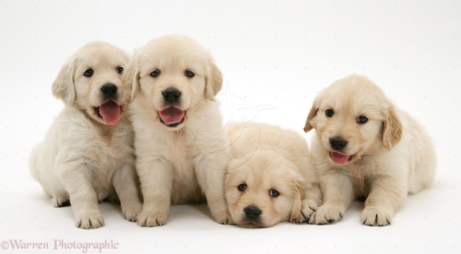 1550x850 Golden Retriever Puppies 8 Wallpaper, Free Golden Retriever, Desktop