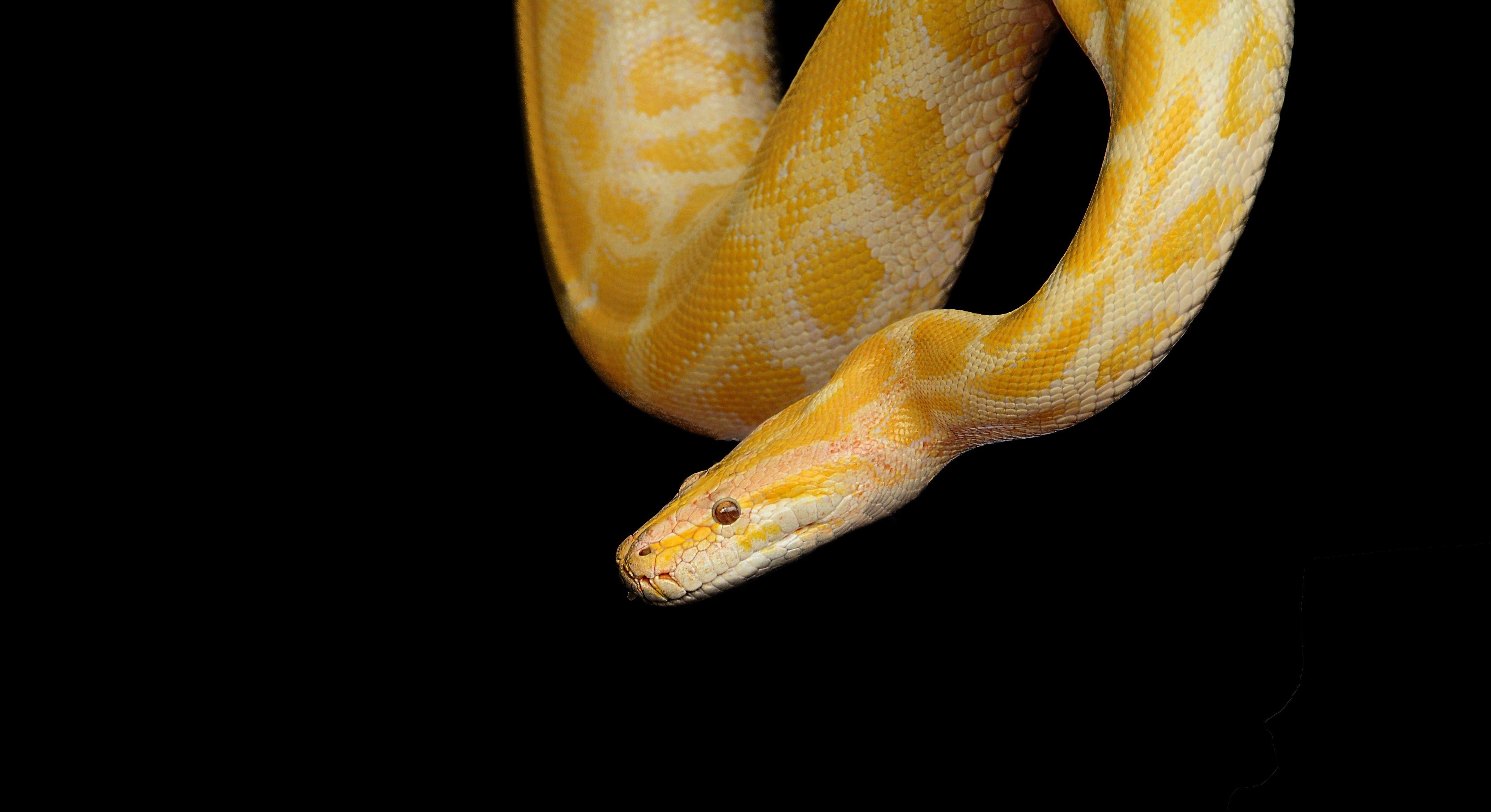 4290x2340 yellow and beige albino snake free image, Desktop