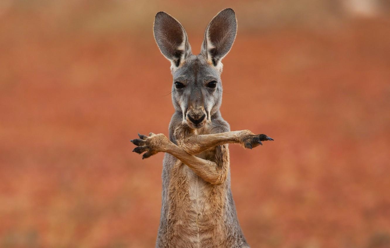 1340x850 Wallpaper background, widescreen, Wallpaper, kangaroo, Desktop