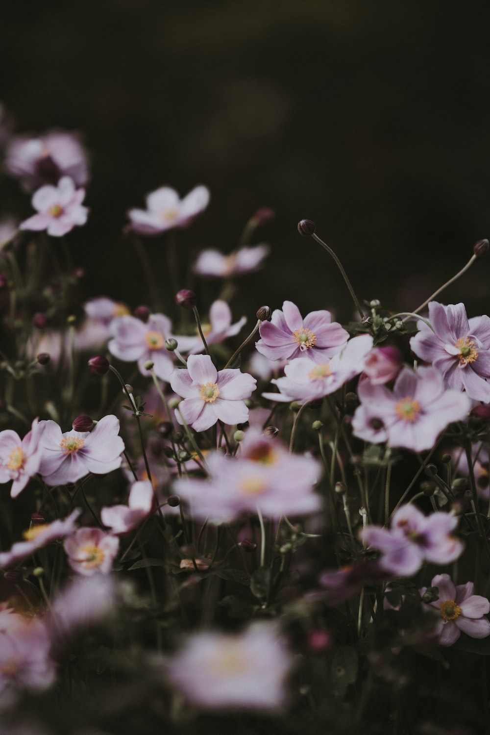 1000x1500 white and purple petaled flowers photo, Phone