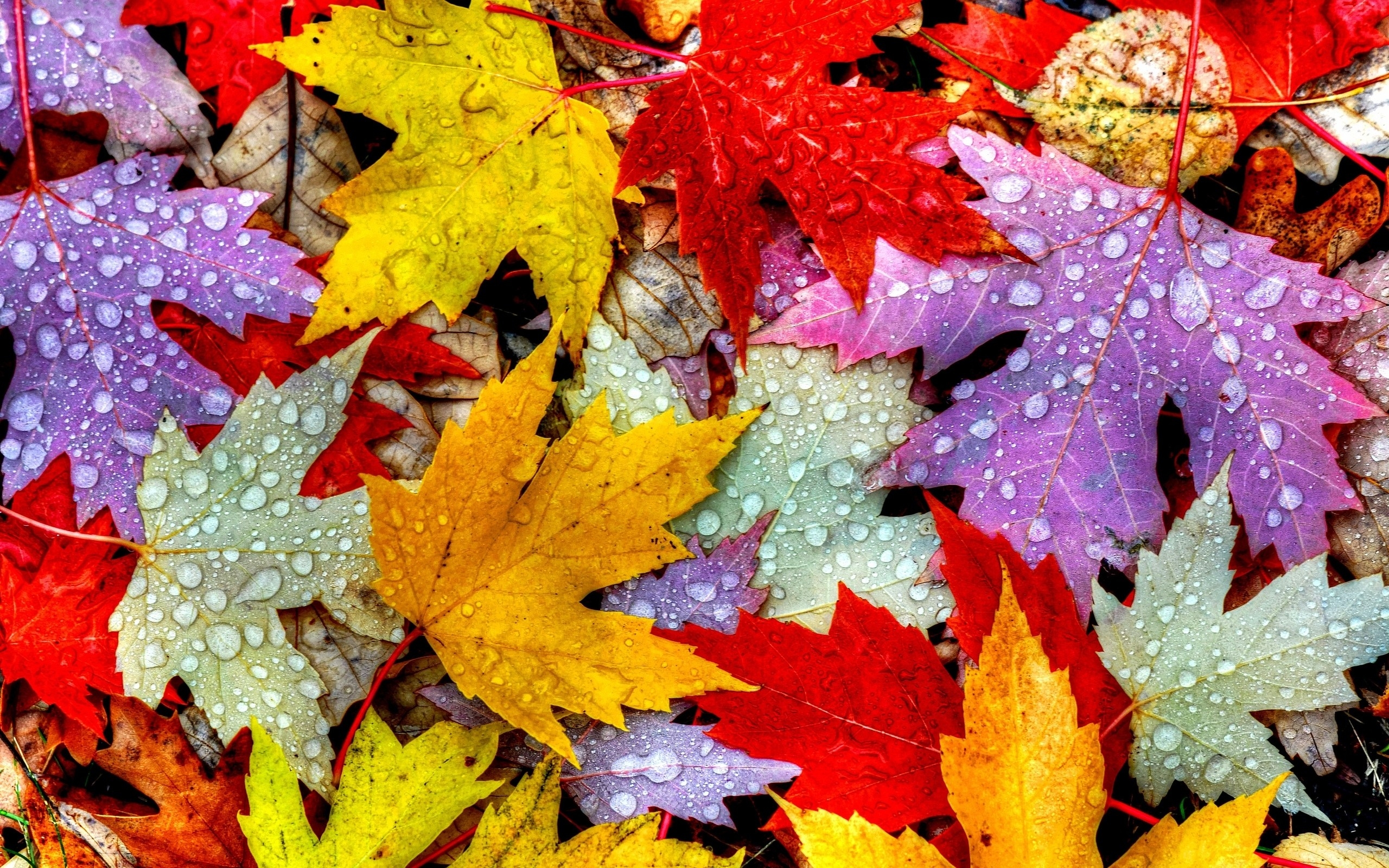 2560x1600 Autumn Leaf Wallpaper, Desktop