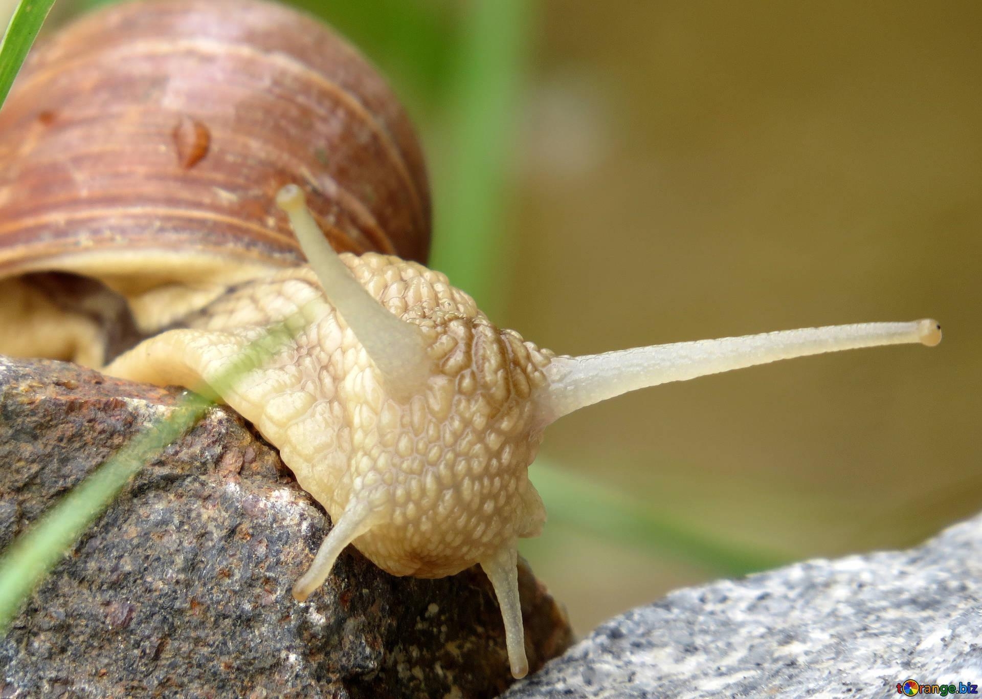 1920x1370 Snails garden snail macro № 27493, Desktop