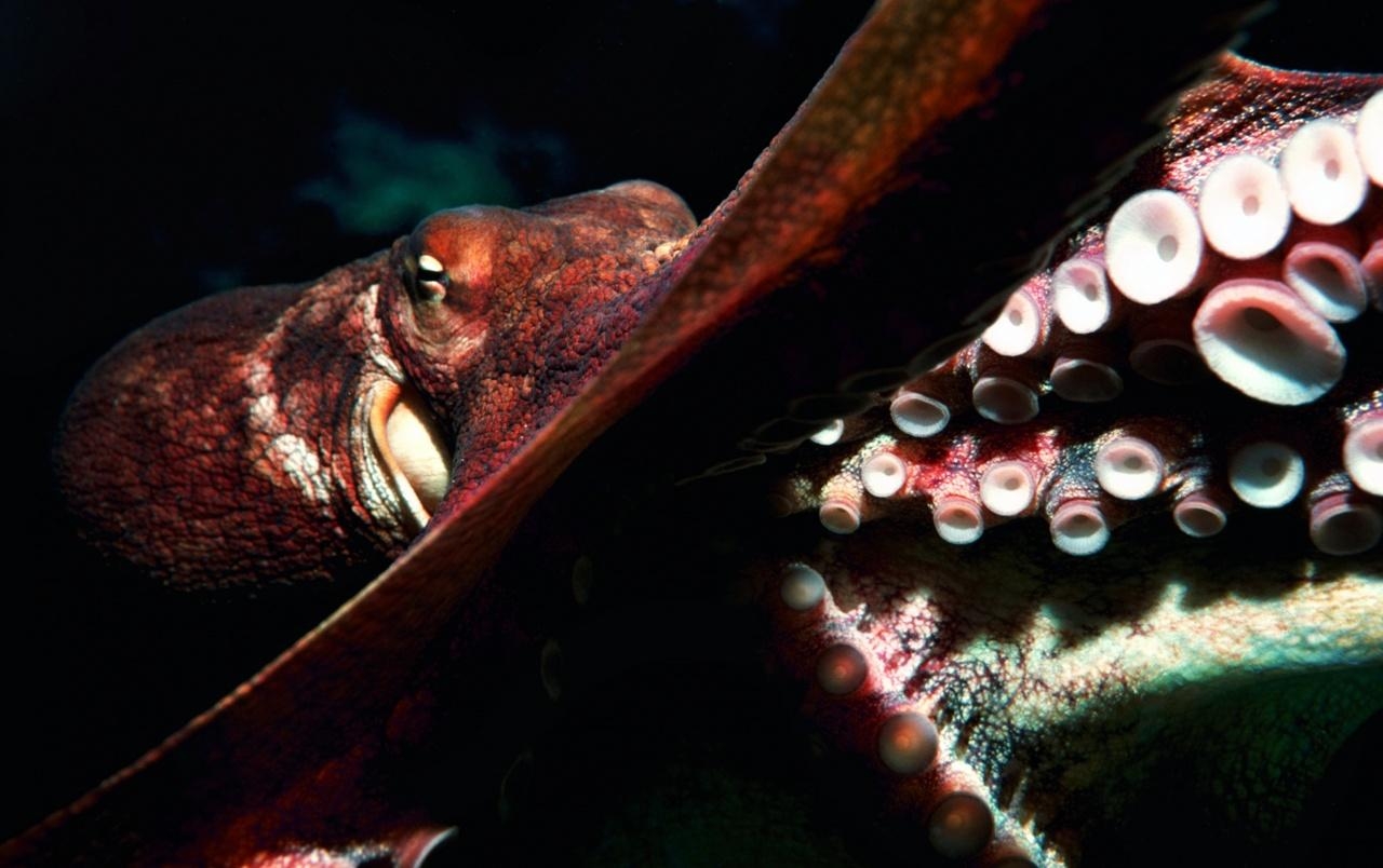 1280x810 Octopus wallpaper. Octopus, Desktop