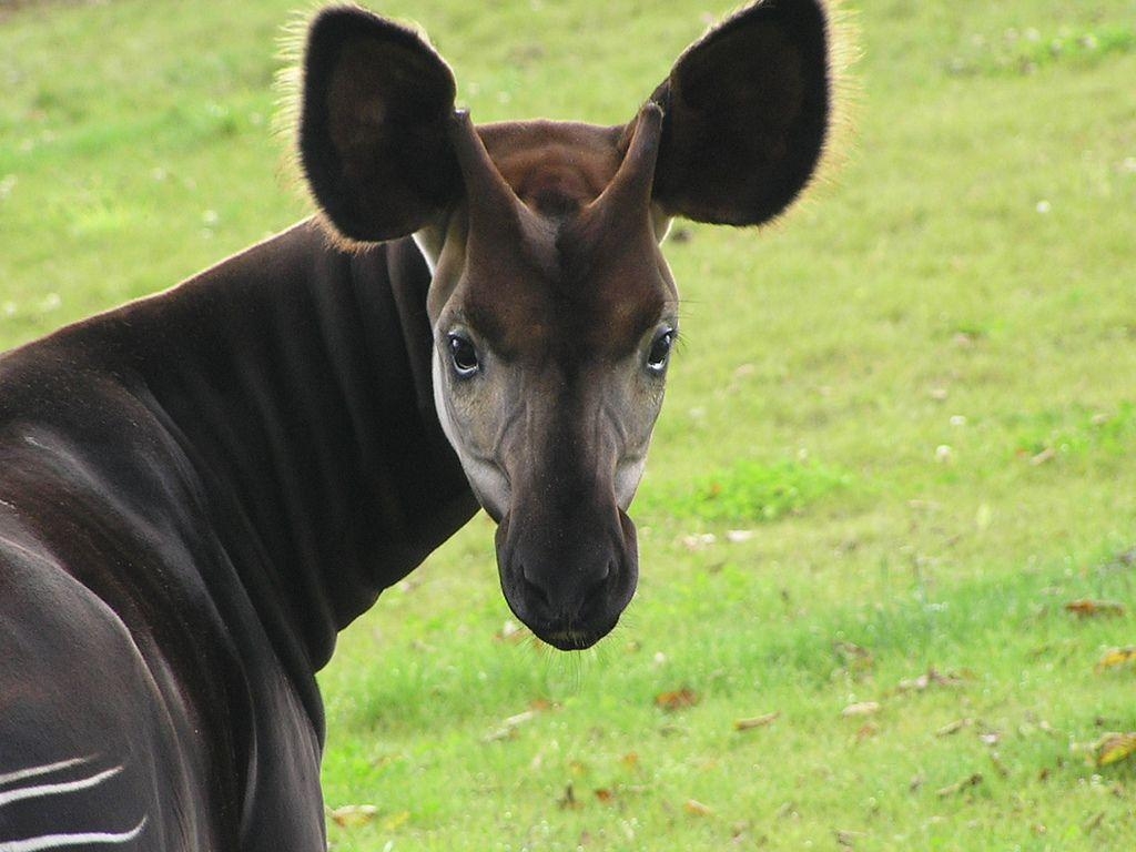 1030x770 Okapia johnstoni wallpaper con Google. Okapi, Desktop