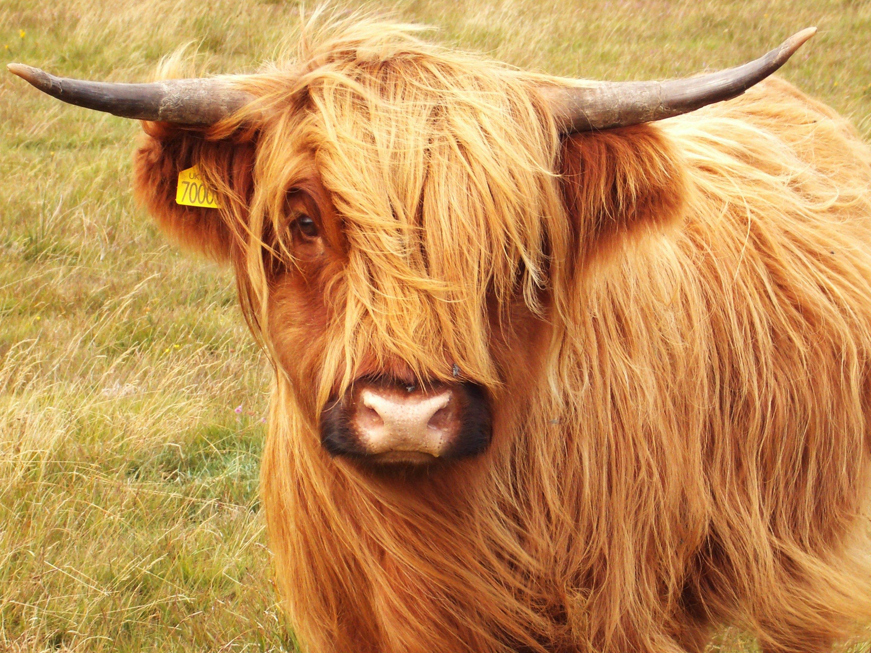 2880x2160 Highland Cattle Free HD Wallpaper Image Background, Desktop