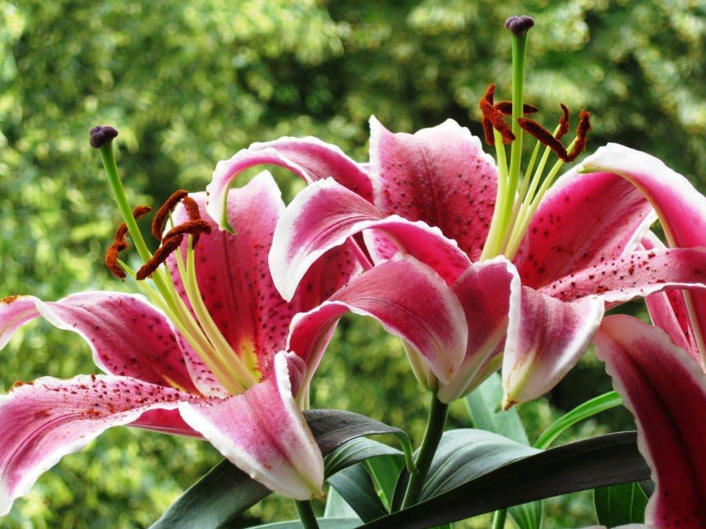 1030x770 Panoramio of Stargazer Lily, Desktop