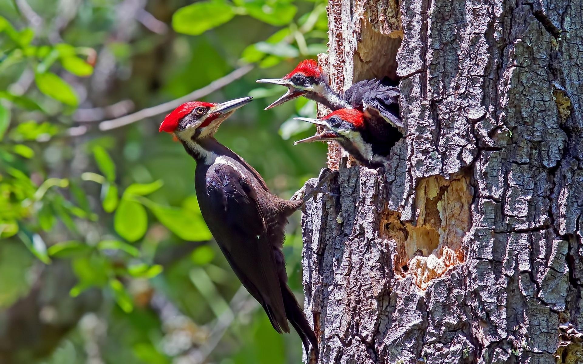 1920x1200 Woodpecker wallpaper  desktop background, Desktop