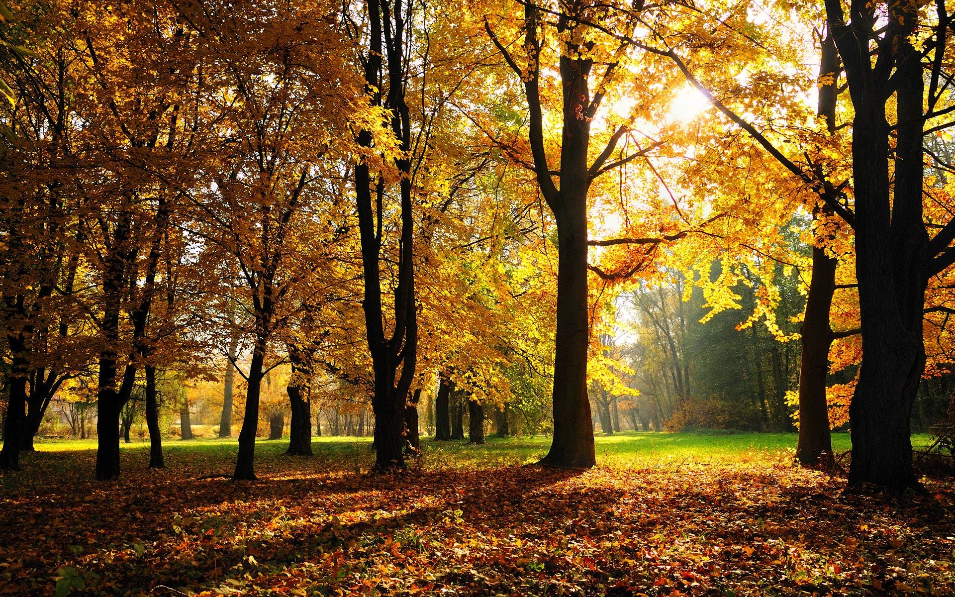 1920x1200 Autumn November Wallpaper Picture Background, Desktop