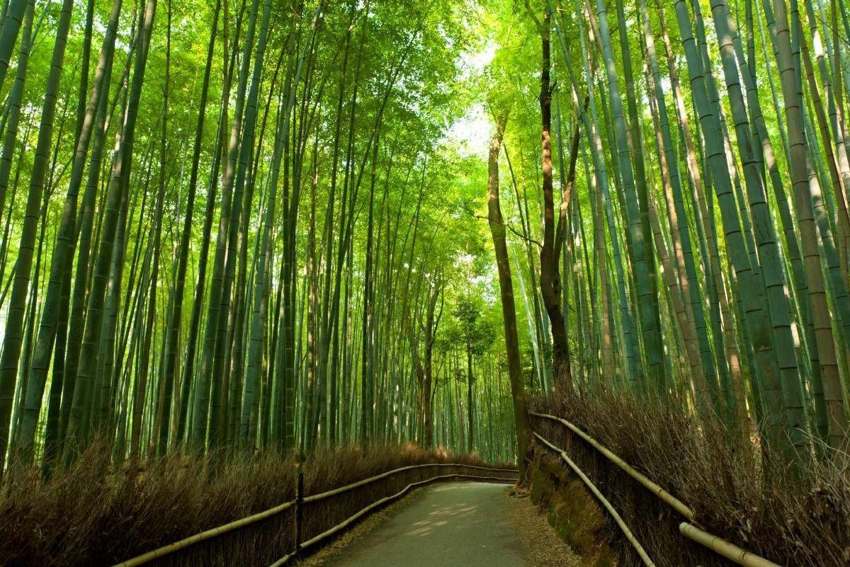 1200x810 Arashiyama Wallpaper Free Arashiyama Background, Desktop