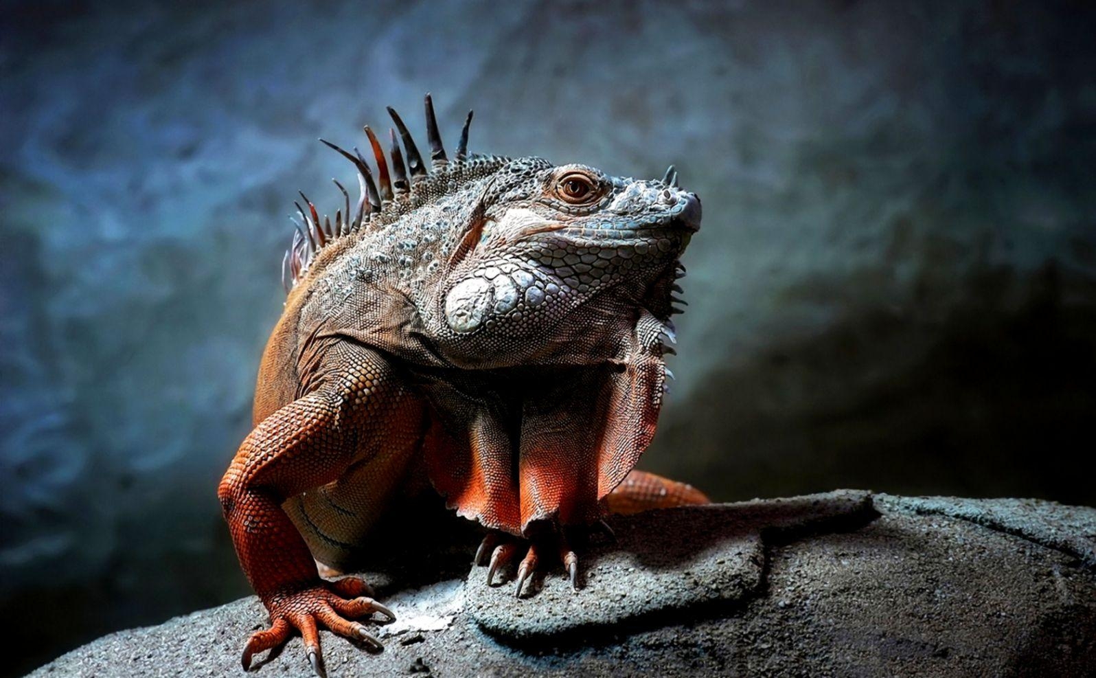 1600x990 Iguana HD Wallpaper. Best Wallpaper HD Gallery, Desktop