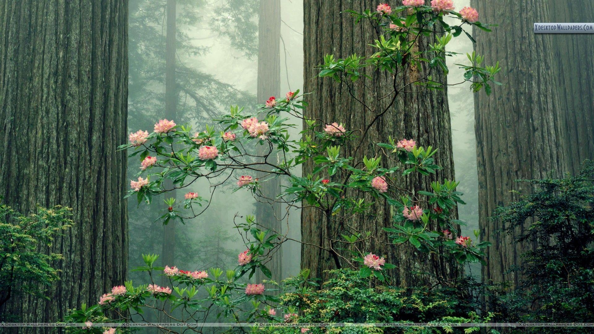 1920x1080 Rhododendrons in Bloom, Redwood National Park, California Wallpaper, Desktop