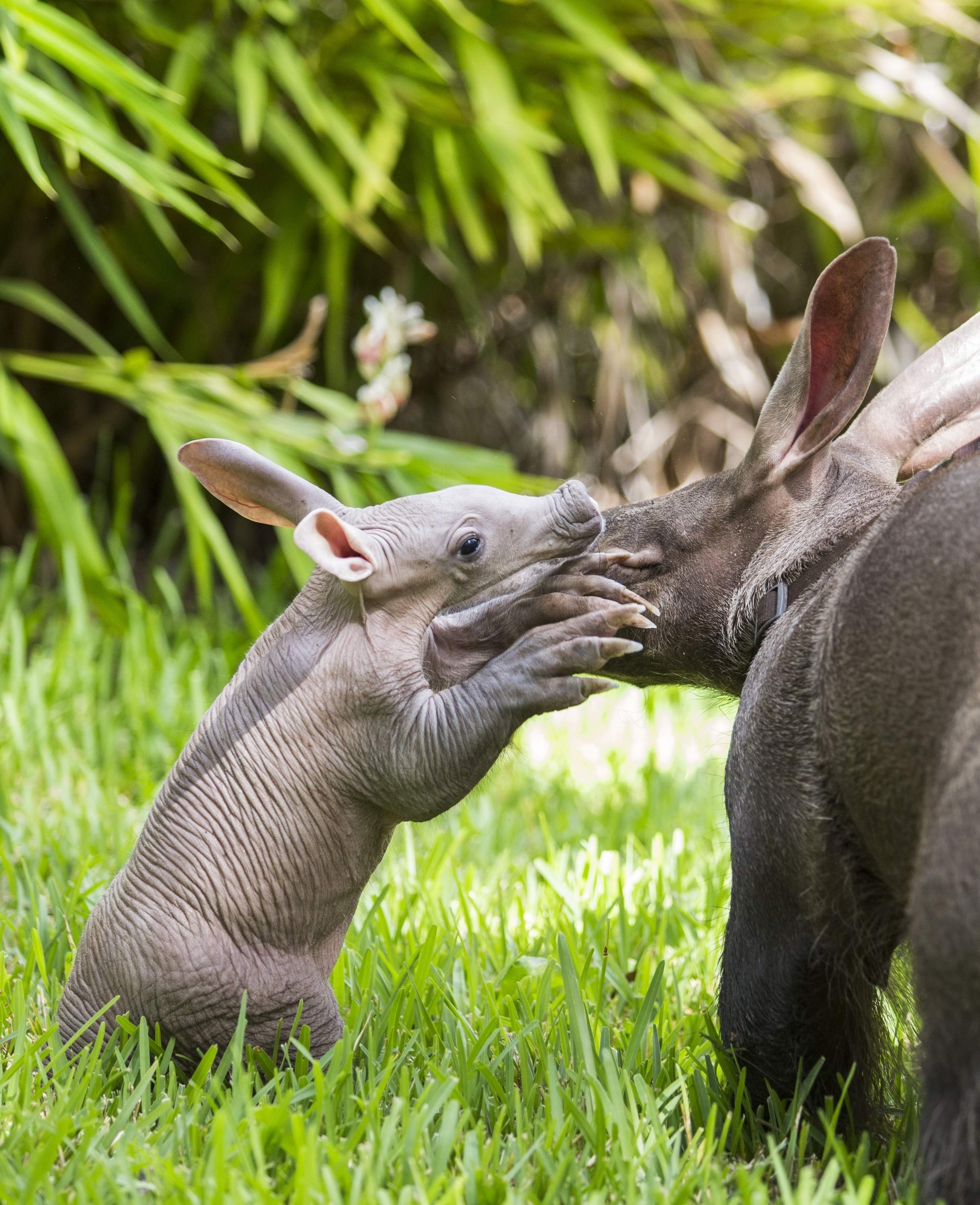 2450x3000 Aardvark Wallpaper High Quality, Phone