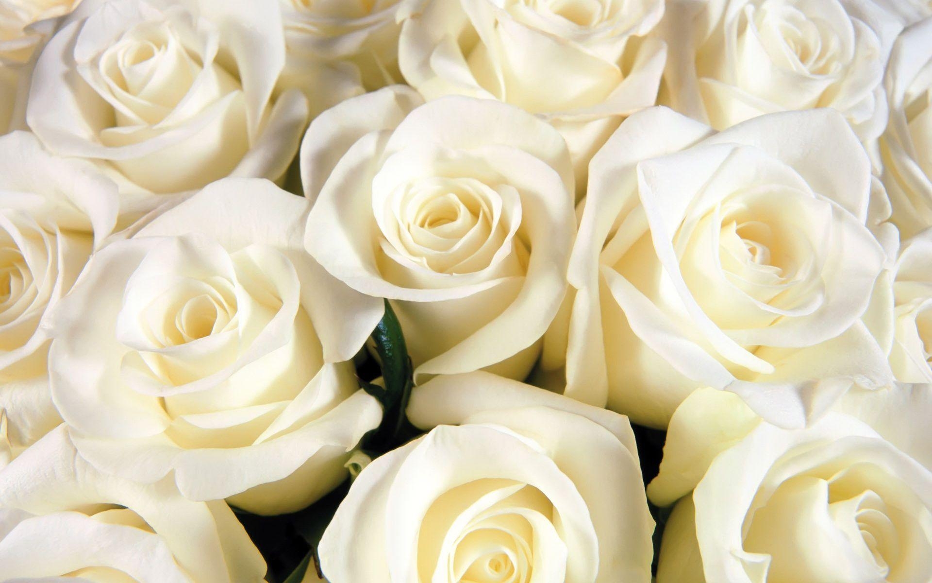 1920x1200 White Roses, Desktop