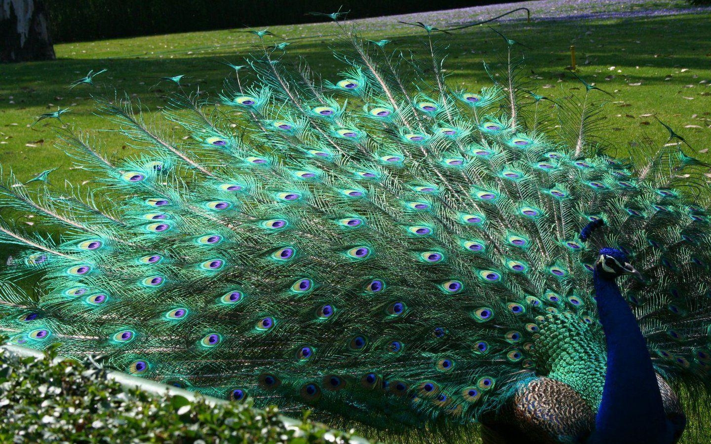 1440x900 Peacock HD Wallpaper. Peacock Beautiful Image, Desktop