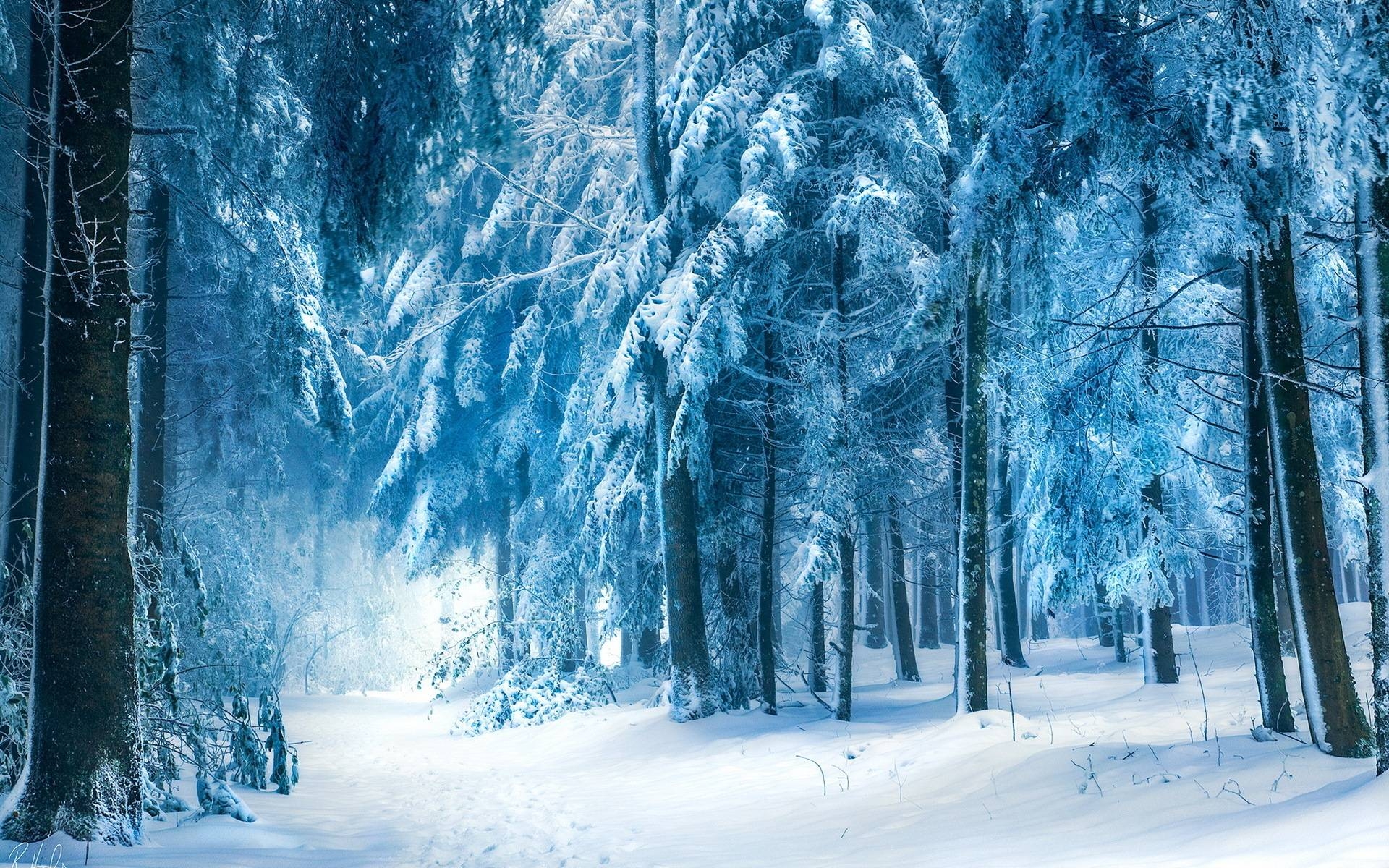 1920x1200 HD Winter Forest Wallpaper, Desktop