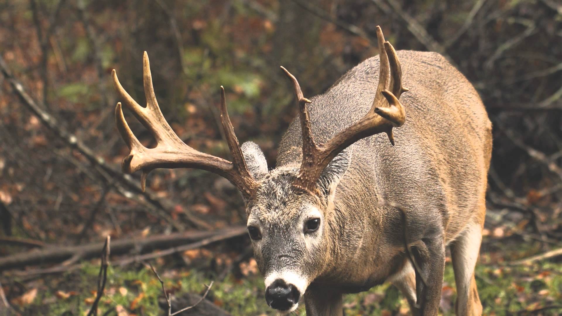 1920x1080 Big Buck Wallpaper, Desktop