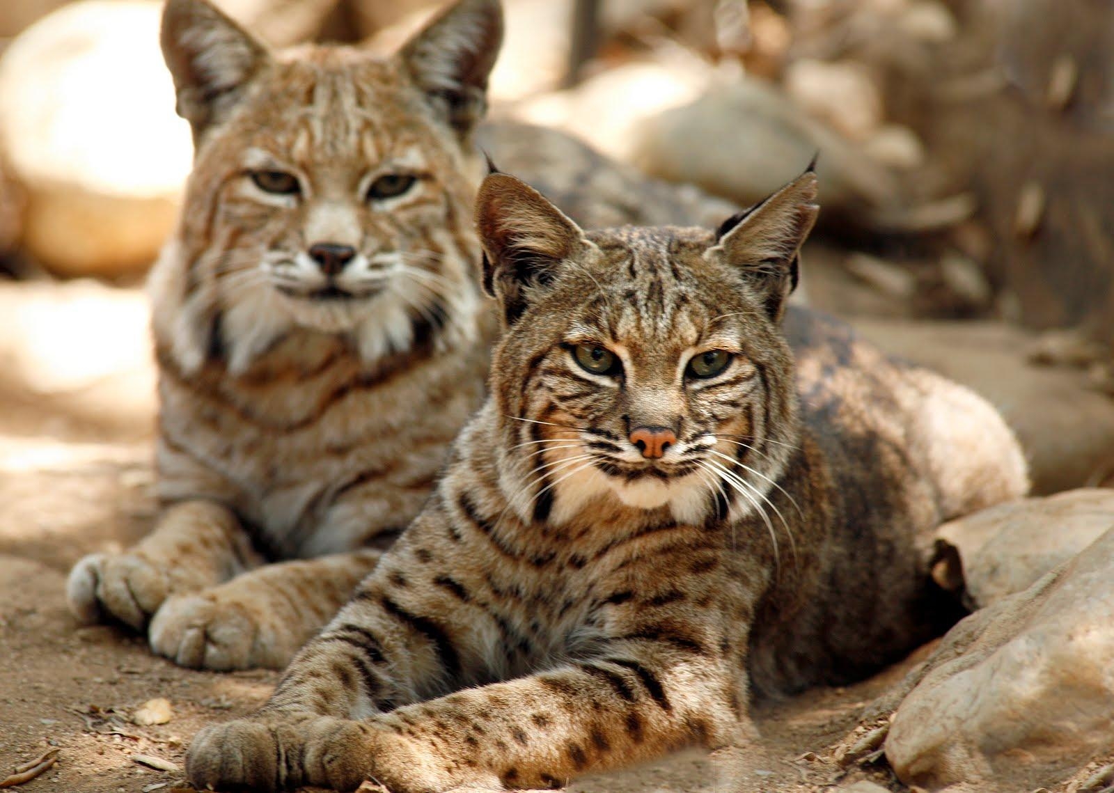 1600x1140 Awesome Bobcat HD Wallpaper Free Download, Desktop