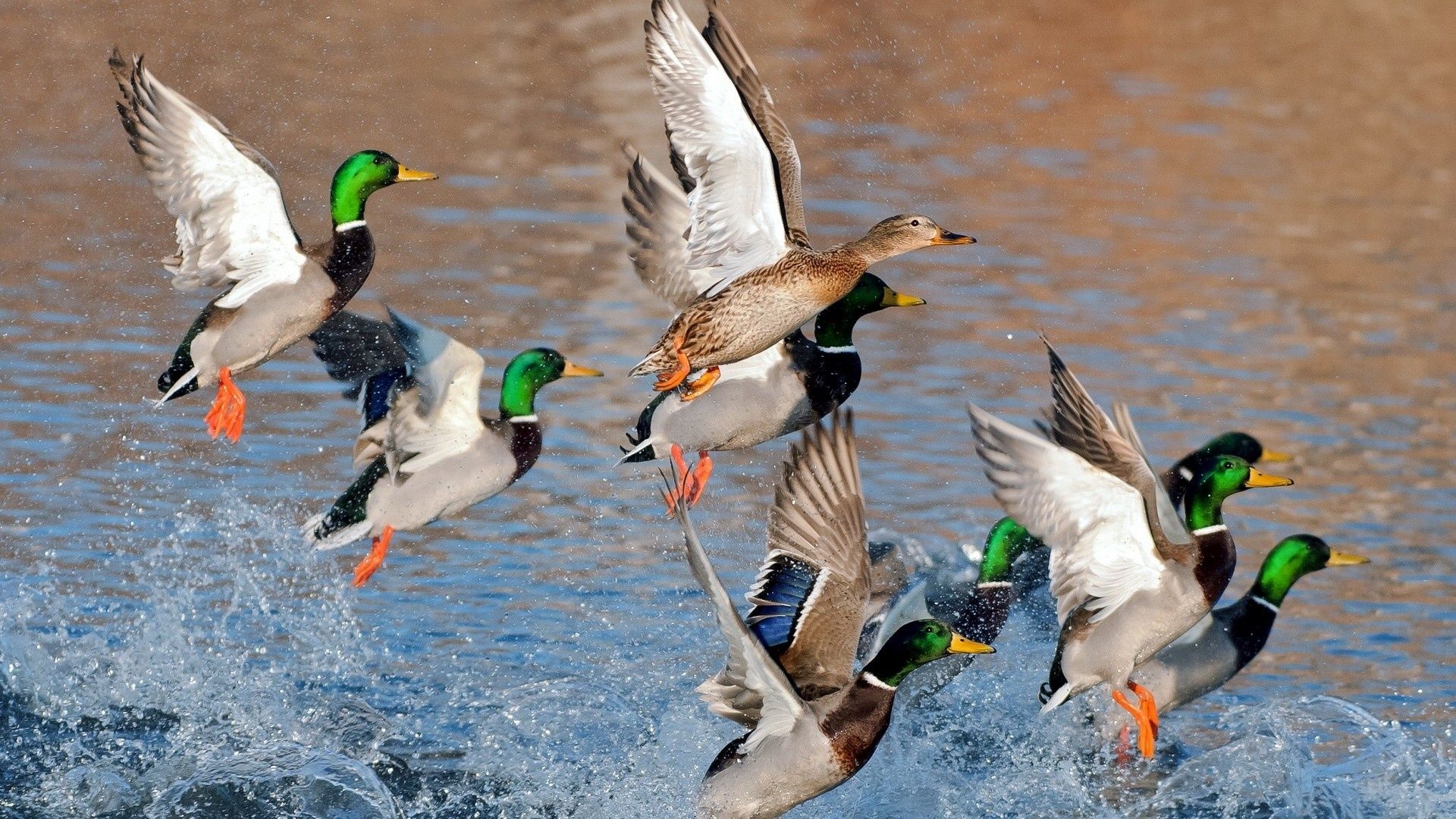 1920x1080 Ducks Unlimited Wallpaper Free Ducks Unlimited Background, Desktop