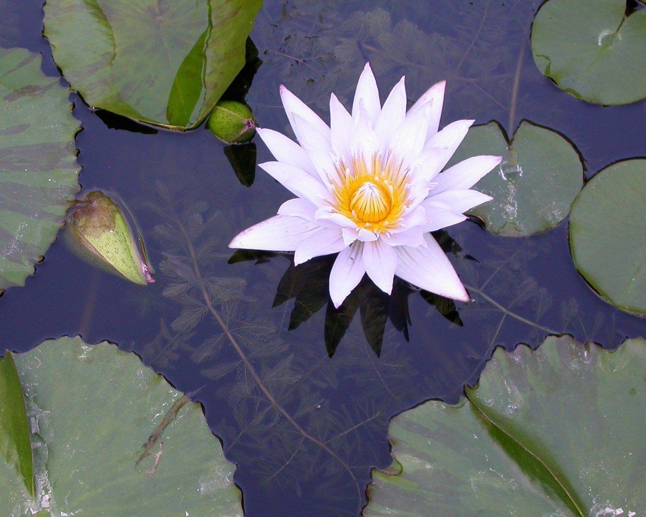 1280x1030 Pink and Yellow Water Lily Wallpaper Pond Blog, Desktop