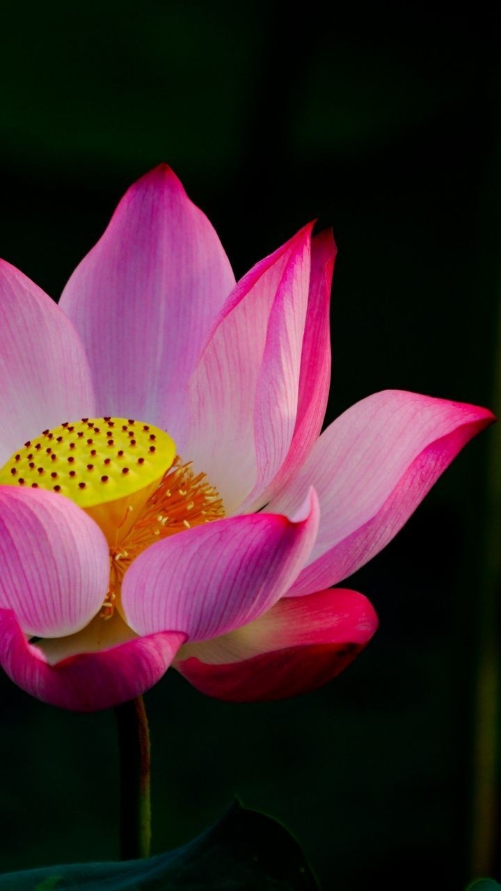 720x1280 wallpaper Pink lotus, flower, bloom. Purple flowers wallpaper, Pink flowers wallpaper, Lotus wallpaper, Phone