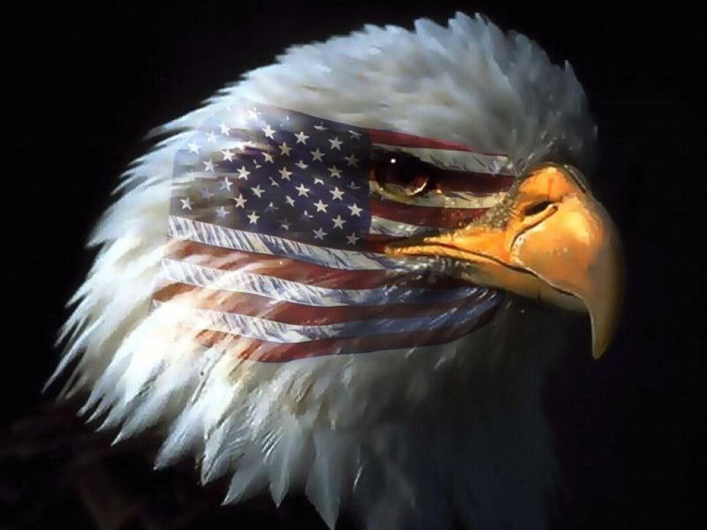 1030x770 Bald Eagle Cool Wallpaper Free Bald Eagle Cool Background, Desktop