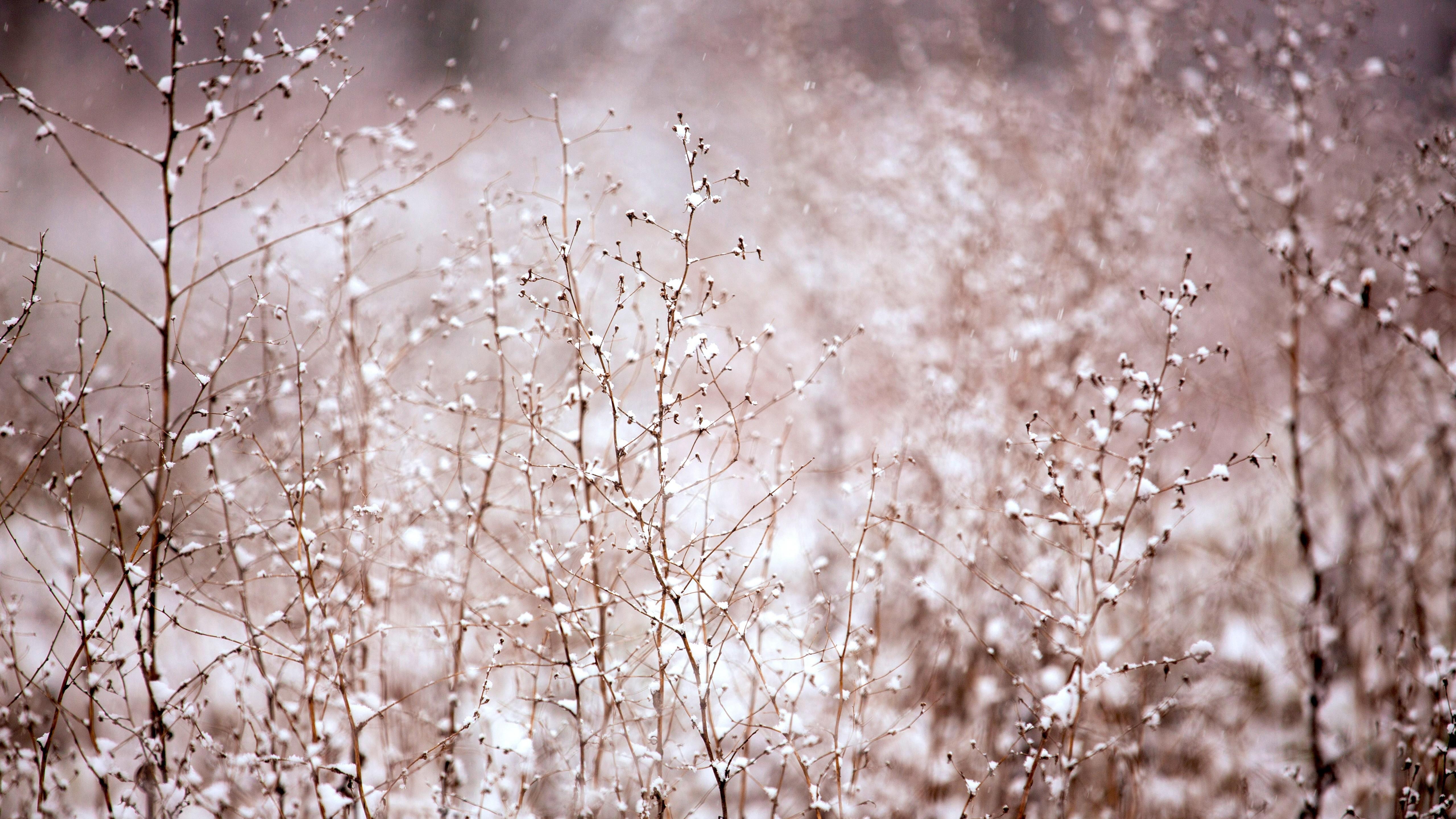 5120x2880 Wallpaper Bush, 5k, 4k wallpaper, 8k, meadows, pink, snow, Nature, Desktop