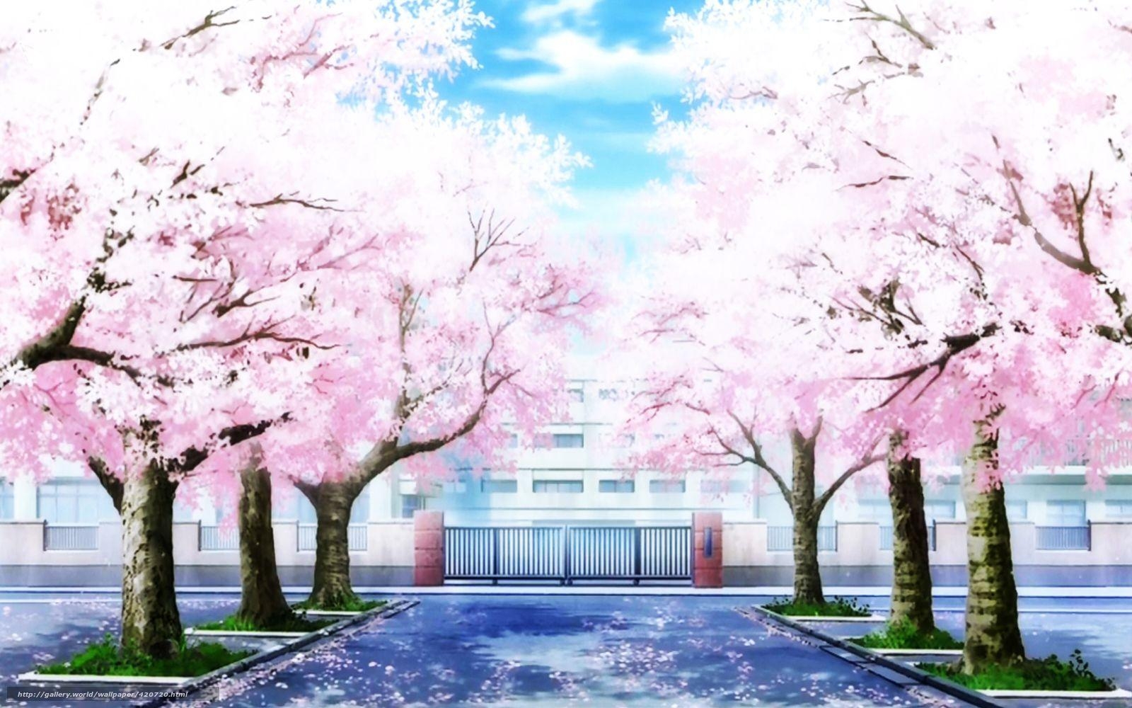 1600x1000 Cherry Blossoms Anime Scenery Wallpaper Free Cherry, Desktop