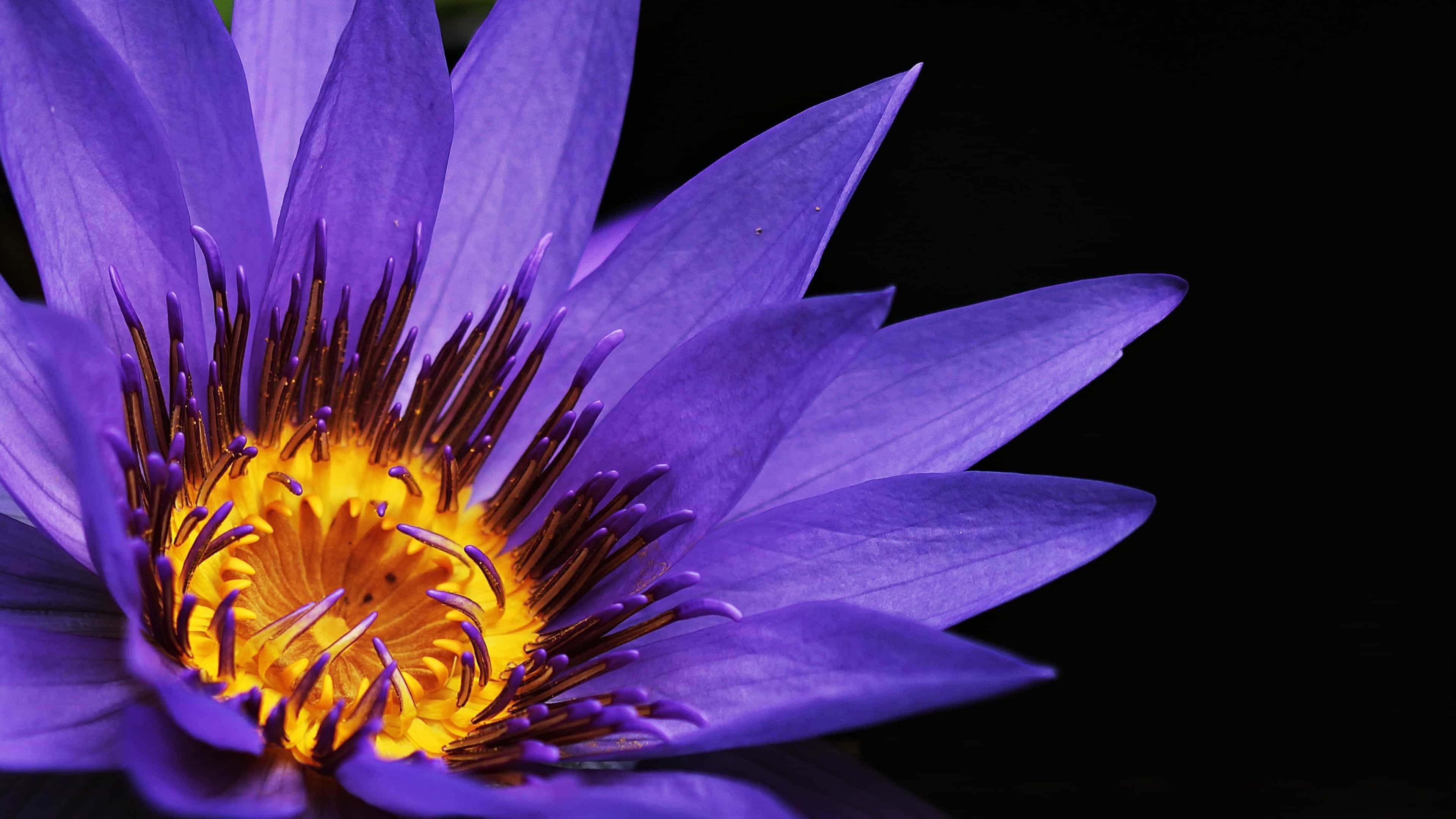 3840x2160 Purple Water Lily UHD 4K Wallpaper, Desktop