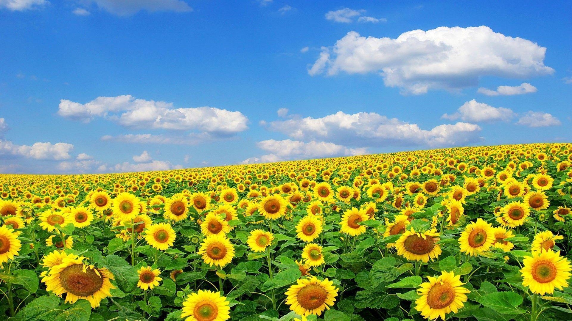 1920x1080 Vintage Sunflower Wallpaper Tumblr, Desktop