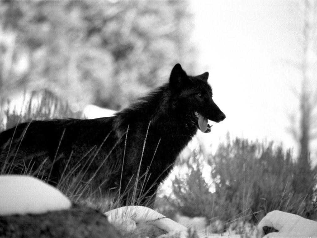 1030x770 Black Wolf in Snow Wallpaper Wallpaper Inn, Desktop