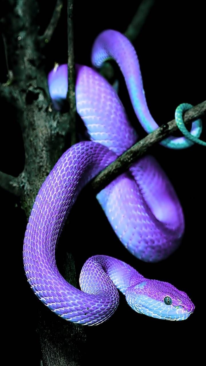 720x1280 Purple Snake iPhone Wallpaper Free Purple Snake iPhone Background - Snake wallpaper, Cute reptiles, Pet snake, Phone