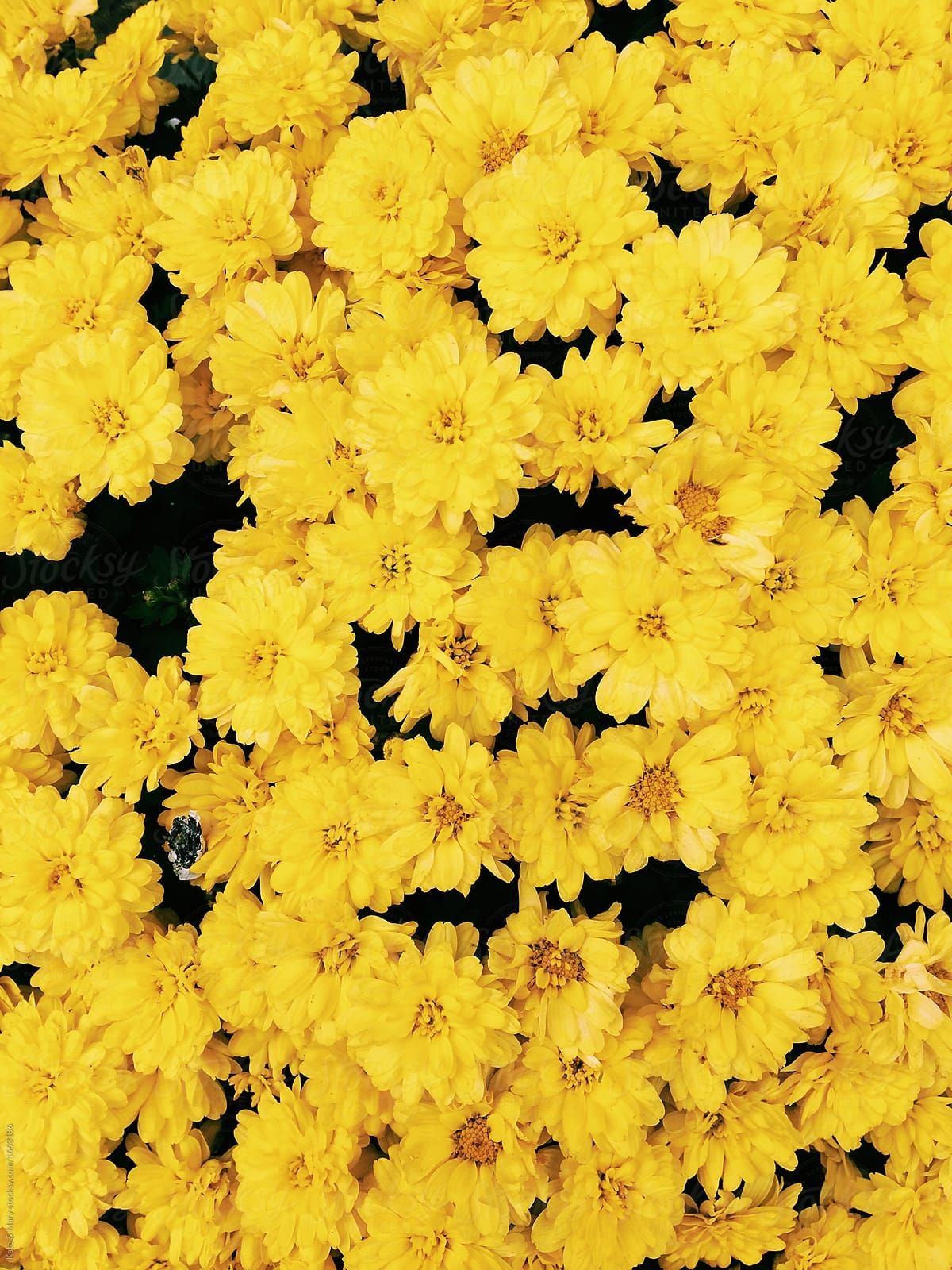 1200x1600 Wallpaper of autumn flowers, Phone