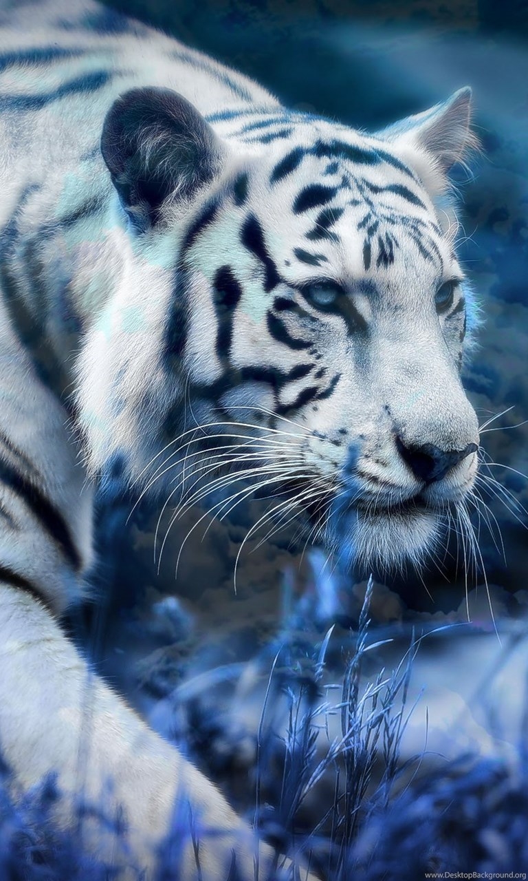 770x1280 White Tiger HD Wallpaper For Mobile, Phone