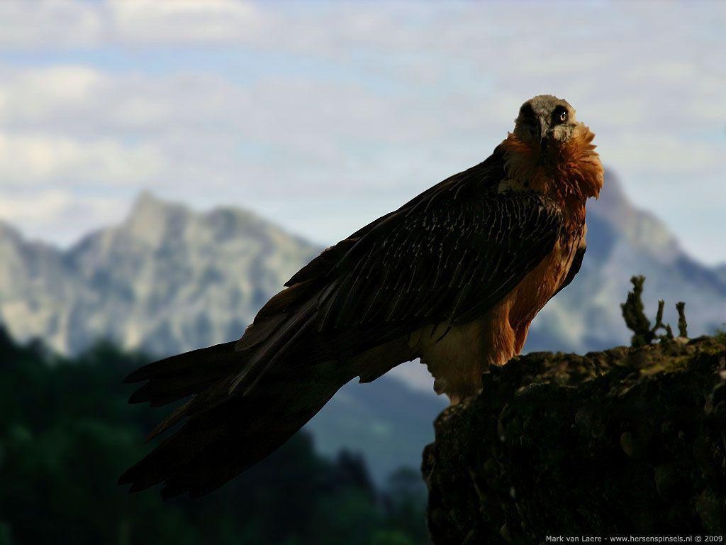 1030x770 Wallpaper: &;Bearded Vulture&; Vulture Gypaetus barbatus, Desktop