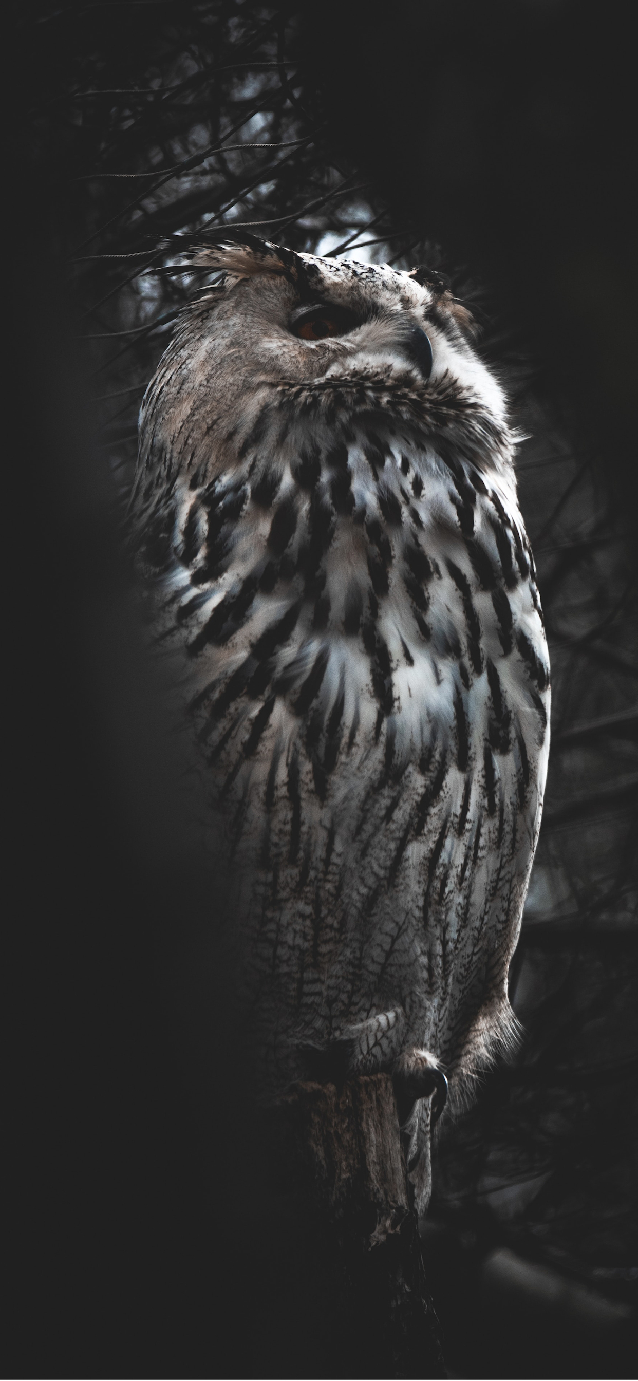 1250x2690 Owl Wallpaper for iPhone Pro Max, X, 6, Phone