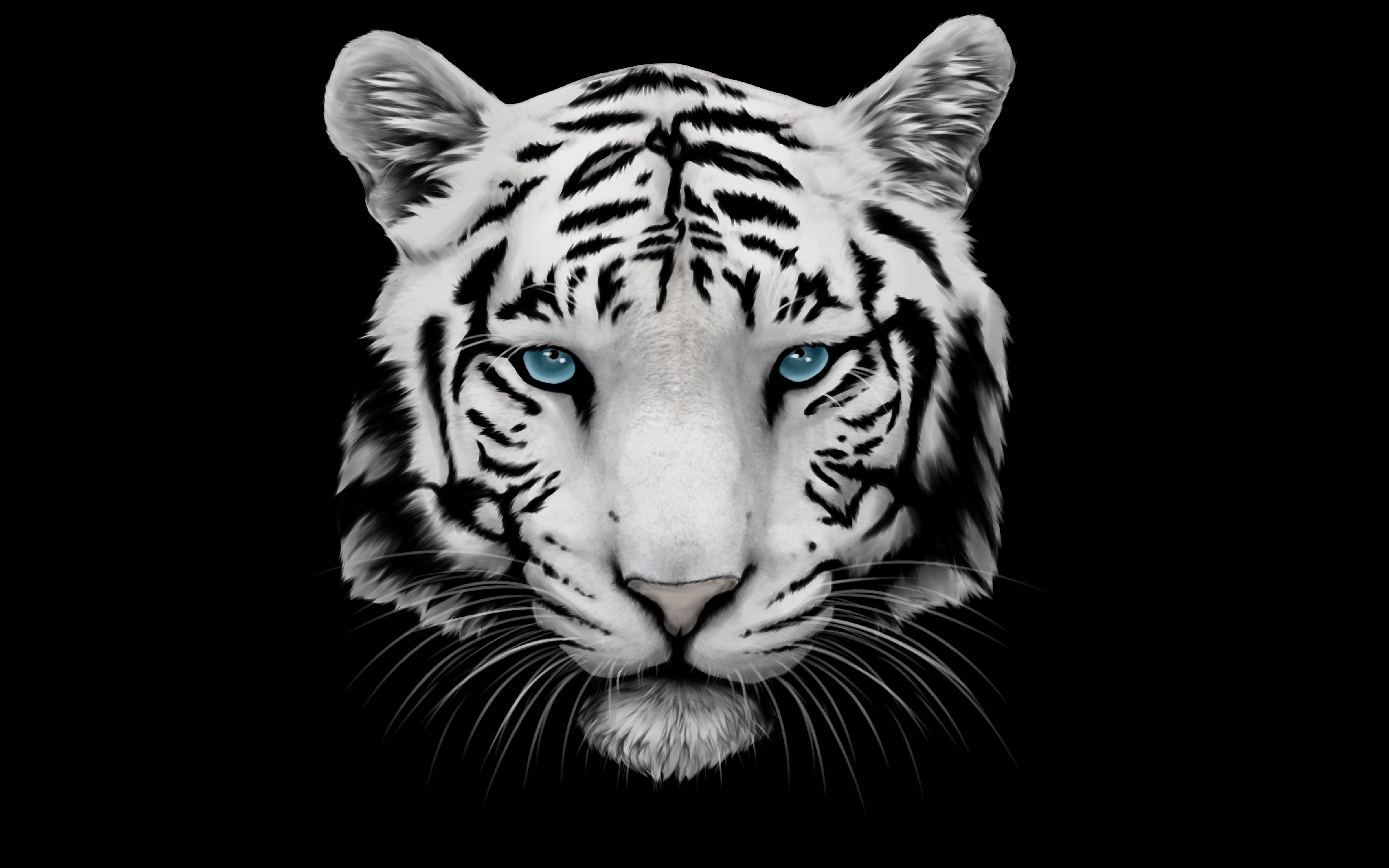 4800x3000 White Tiger Wallpaper Image Photo Picture Background, Desktop