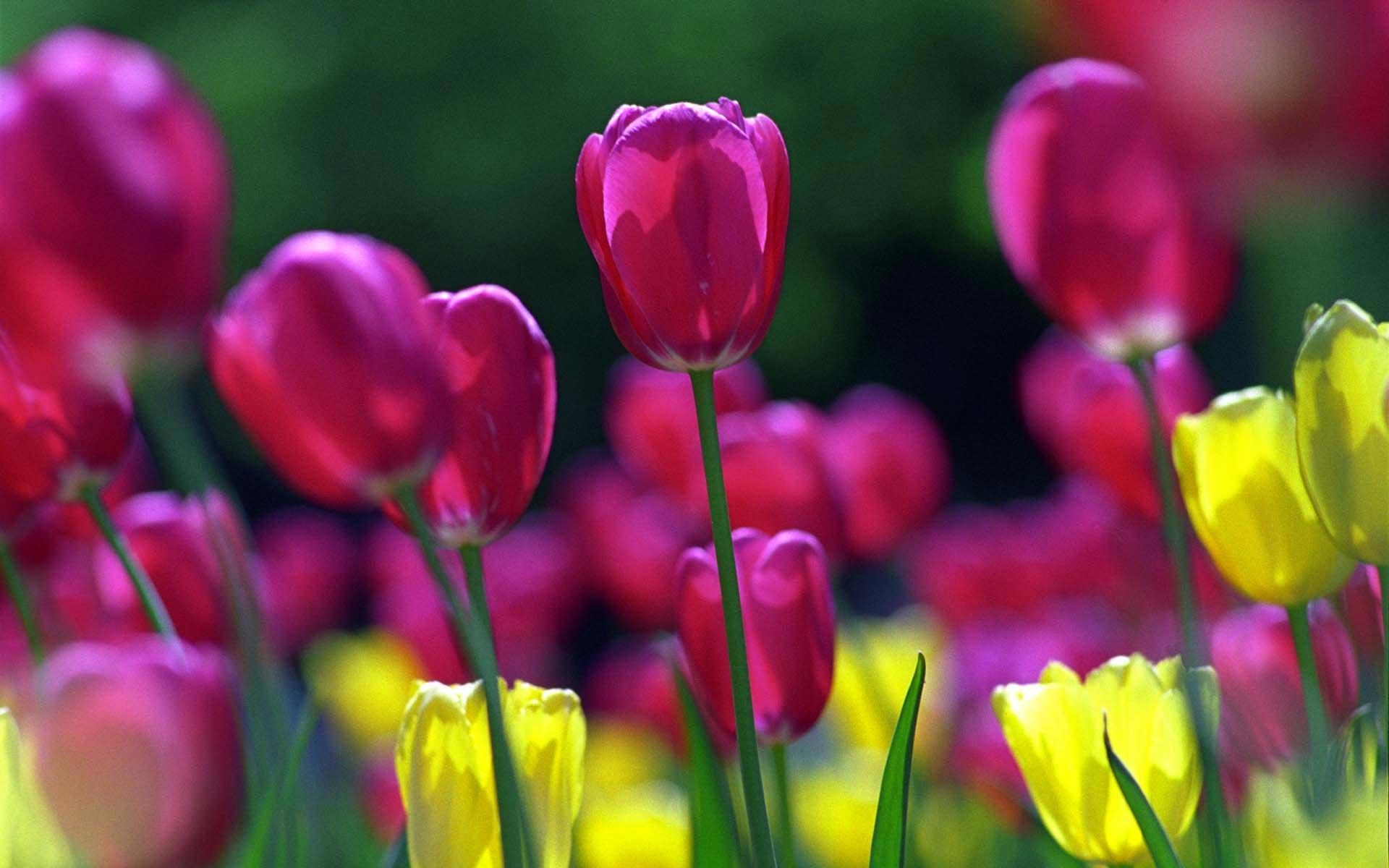 1920x1200 Tulip Wallpaper Background Wallpaper, Desktop