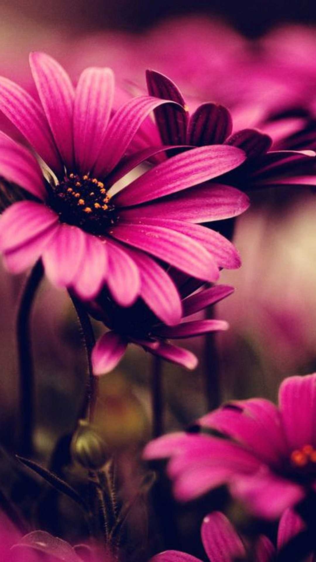 1080x1920 Pink Flower iPhone Wallpaper, Phone