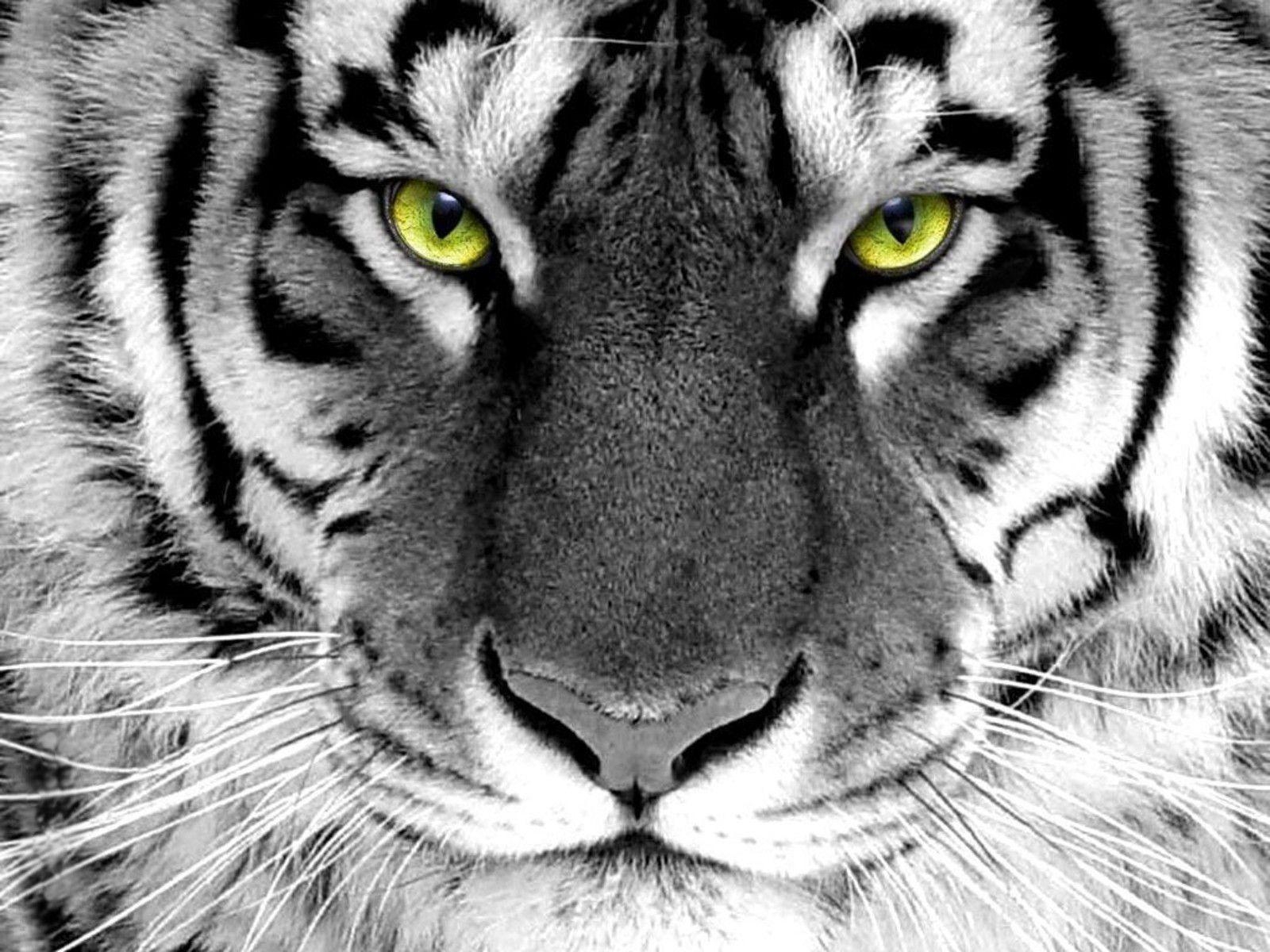 1600x1200 White Tiger Exclusive HD Wallpaper #, Desktop