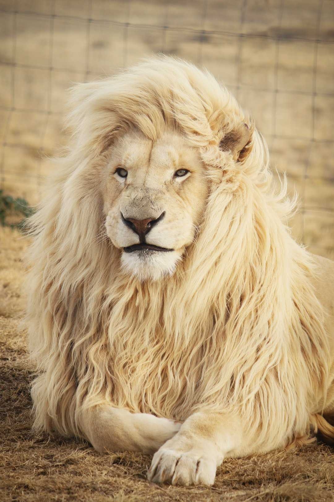 1080x1620 Lion Wallpaper, Phone