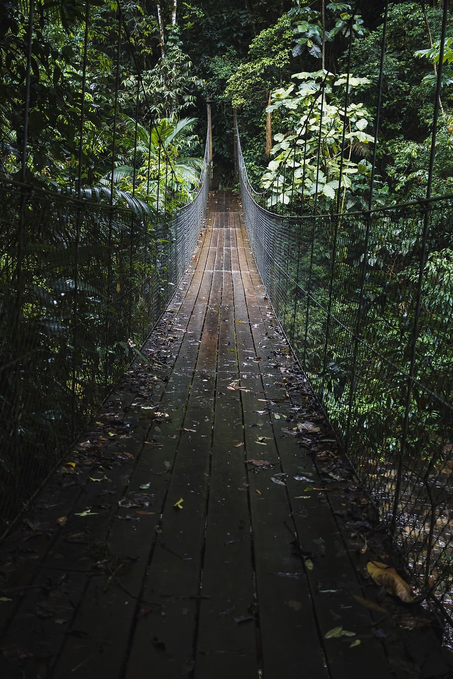 910x1370 HD wallpaper: Hanging Bridge, jungle, rainforest, trees, woods, direction, plant, Phone