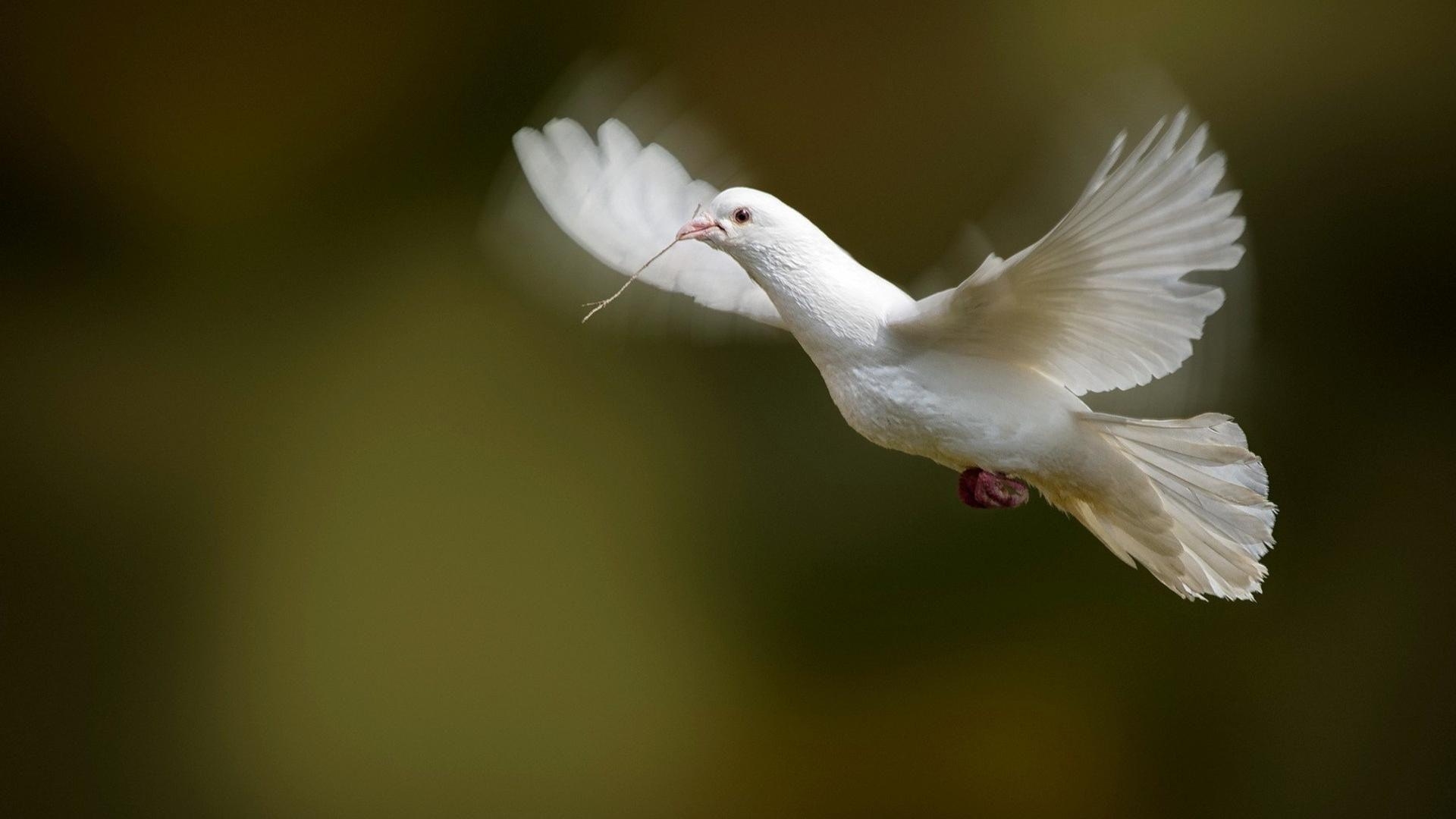 1920x1080 Doves dove wallpaper, Desktop